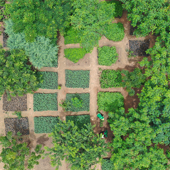 Extension Green Wall 3