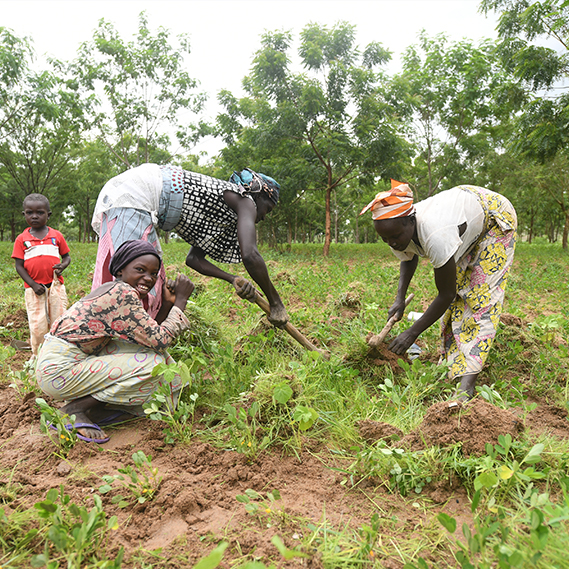 Extension Green Wall 2